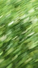 Blurred Green Vegetable Slices as Abstract Background