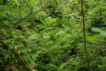 dense green forest floor covered with ferns and foliage in summer woodland natural leafy texture...