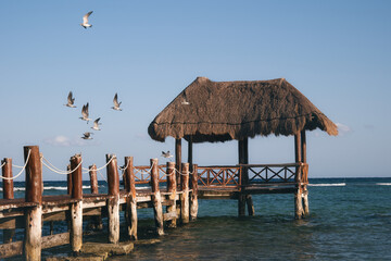 pelicanos