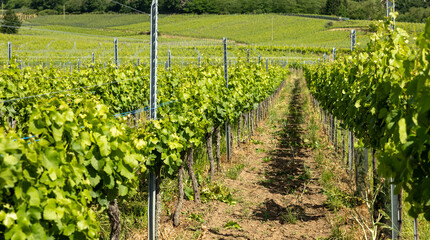 rows of grape field in  Alsace, France, winery