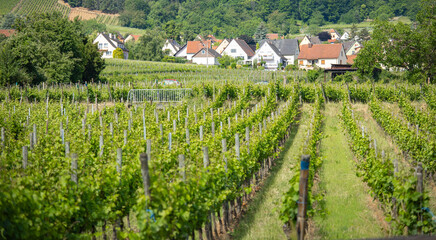 rows of grape field surround the old tower in  Alsace, France, winery