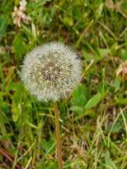 dandelion seed head in a city park