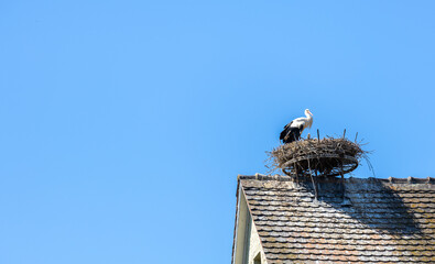 a stork with babies nest on a roof top in Alsace, regional symbol