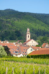 a view of Riquewihr town from outside with grape field and mountain, Alsace, France