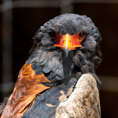 The Bateleur eagle in a eagle park
