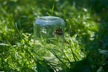 a jar with a butterfly in the grass, in the summer in the garden a butterfly got caught in a jar