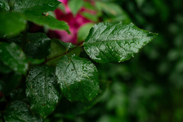 close up of green rose leaves with water droplets after rain in summer garden, natural wet foliage background, fresh botanical texture for eco, nature, flora, moisture and garden design concepts