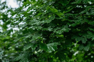 close up of wet green maple tree leaves after summer rain natural forest foliage texture lush greenery fresh raindrops on leaf surface peaceful woodland environment botanical background nature scene