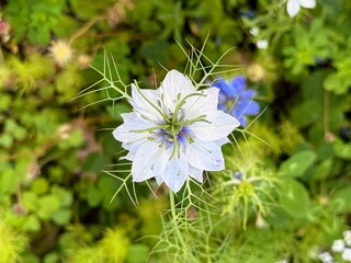 Top view of white nigella flower surrounded by foliage