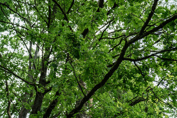 green tree branches with fresh leaves in spring forest canopy background natural lush vegetation...