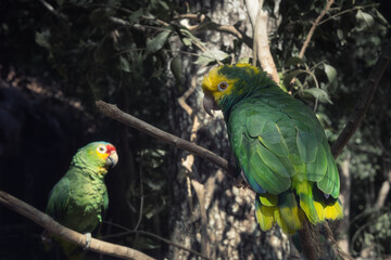 loros