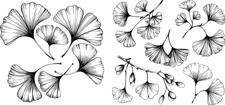 Ginkgo biloba leaves and branches illustration