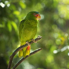 loro 2