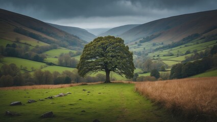 A solitary tree in the hills of Carding Mill Valley and the Long Mynd