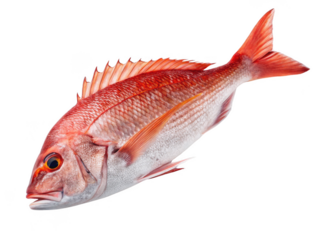 Single acorn cap png oak nut cap png seed cover png tree nut top png nature detail png brown acorn shell png isolated png transparent background image