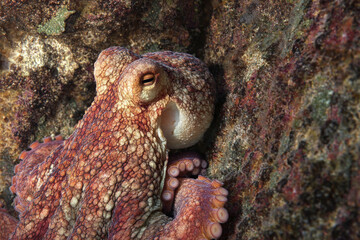 Colorful octopus resting on rocky surface in a marine habitat deep underwater