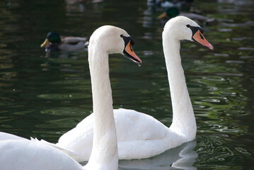 A couple of swans