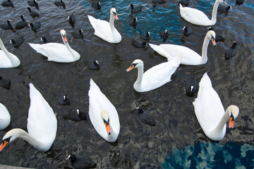 swans and ducks
