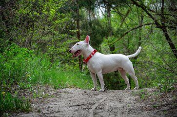 Miniature Bull Terrier standing alert on elevated forest road. Shoulder-level shot. Blurred woods backdrop, roadside grass. Profile head turn sequence. Red collar, attentive pose.