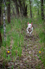 Playful Miniature Bull Terrier leaping towards camera on forest path. Front paws up, joyful jump. Sparse grass and yellow dandelions on trail sides. Blurred woodland backdrop. Red collar.