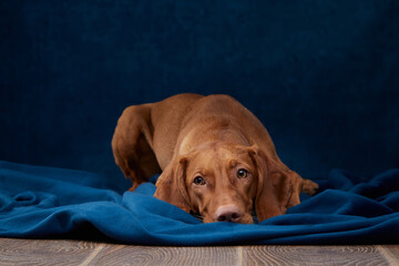 A Vizsla is lying on a deep blue fabric, resting its head and gazing softly. The warm brown coat...