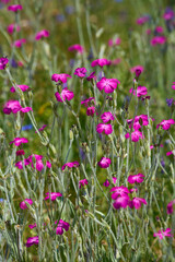 Rose campion flowers in Vedea field