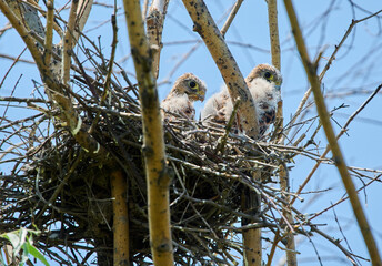 Kestrel chicks nesting in tree