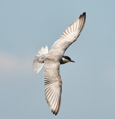 Whiskered tern flying over Neajlov