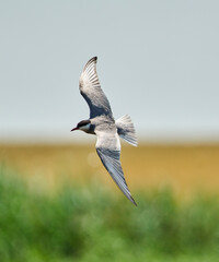 Whiskered tern flying over Neajlov