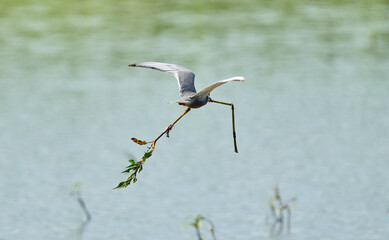 Whiskered tern with nesting branch in flight