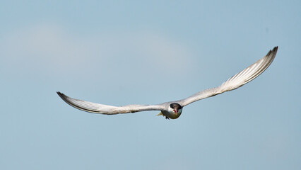 Whiskered tern flying over Neajlov