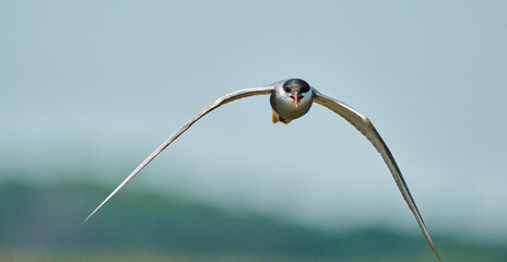 Whiskered tern flying over Neajlov