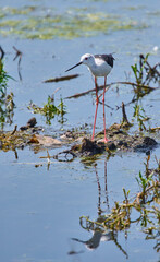Black-winged stilt in shallow water