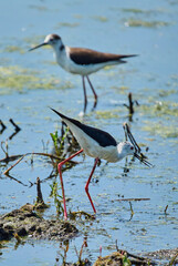 Two black-winged stilts in marsh