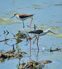 Two black-winged stilts in marsh
