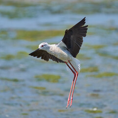Stilt landing with extended legs