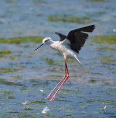 Stilt landing with extended legs