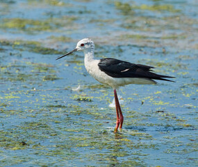 Black-winged stilt in shallow water