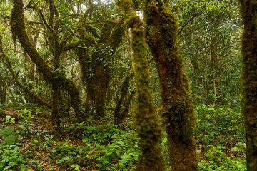 Laurisilva forest in Anaga