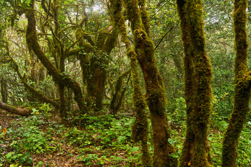 Laurisilva forest in Anaga