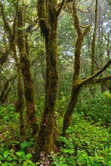 Obraz premium Laurisilva forest in Anaga