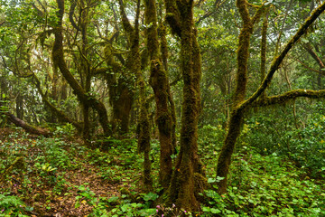 Laurisilva forest in Anaga