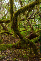 Obraz premium Laurisilva forest in Anaga