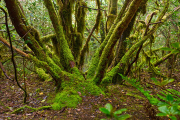 Laurisilva forest in Anaga