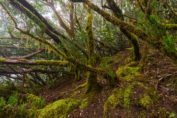 Laurisilva forest in Anaga