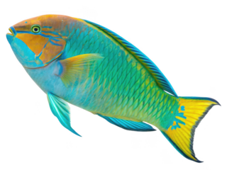 Closed white envelope png paper envelope png mail item png sealed envelope png blank envelope png office supply png transparent background image