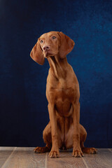 A Vizsla sits on a deep blue background, ears perked as if listening intently. The contrast between...