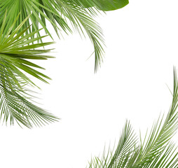 Fresh green tropical leaves on white background