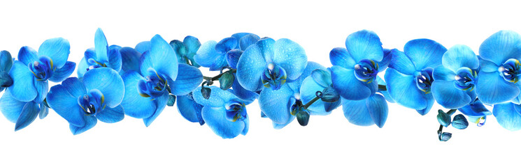 Beautiful blue orchid flowers on white background, banner design © New Africa