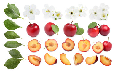 Yummy ripe plums, blossoms and green leaves on white background, collage